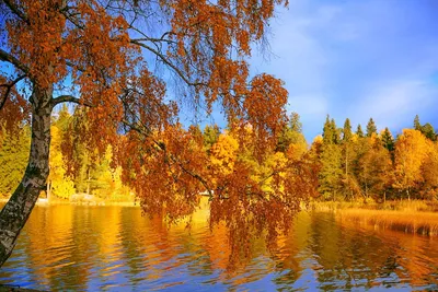 Золотая осень в лесу между набережной и улицей Сверчкова