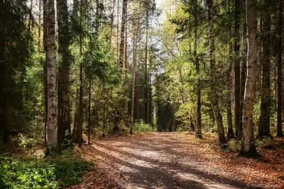 Золотая осень с листопад в лесу» — создано в Шедевруме