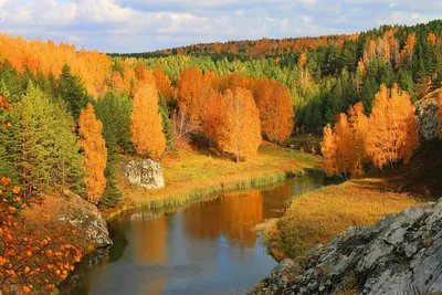 Фензи | Осень в лесу очень красивая / Волшебная золотая осень | Дзен