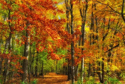 Золотая осень в лесу у реки - картинка №13975 | Printonic.ru