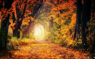 Золотая осень Идея для фото в лесу | Лес, В лес, Осень