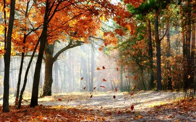 Золотая осень в лесу стоковое изображение. изображение насчитывающей вал -  161894333