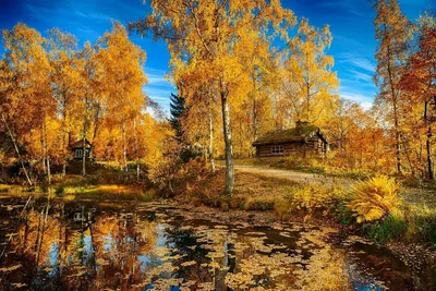 Картина маслом \"Золотая осень в лесу\" 30х40 – заказать на Ярмарке Мастеров  – NX1FEBY | Картины, Санкт-Петербург