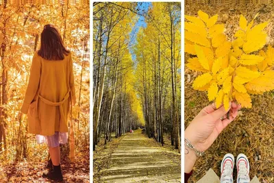 Золотая осень в лесу». (19) / «Золотая осень в лесу». (19) / Фотография на  PhotoGeek.ru