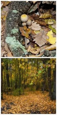 Осень золотая. Осенний лес - это просто сказка! (Натела Копалиани) /  Проза.ру