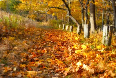 Золотая» осень в Московском регионе начнется в первых числах октября - В  регионе - РИАМО в Реутове