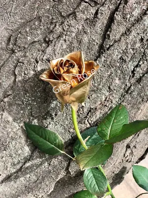 Золотая роза фото фотографии