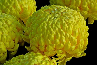 Золотые японские хризантемы фото фотографии