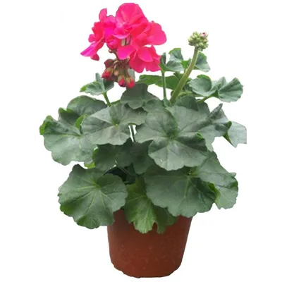 И вновь она! Герань! Пеларгония зональная (Pelargonium x hortorum) Divas  Petticoat. - rostok-torf.ru