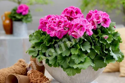 Коллекции растений ЦСБС СО РАН - Pelargonium zonale (L.) L'Hér. cv.White  Splash – Пеларгония зональная cv.White Splash