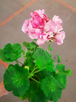 Герань / Пеларгония (Pelargonium) - хороша и на подоконнике и в летнем саду