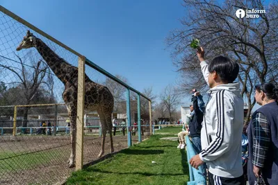 Лучшие игры, в которых можно создать свой Зоопарк