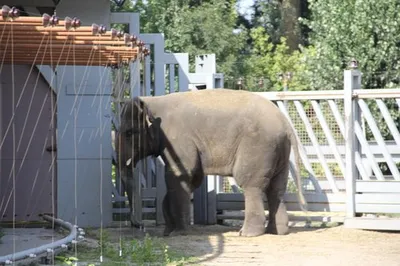 ЗООПАРК В ЗООПАРКЕ: в Московском зоопарке после реконструкции открылся  Детский зоопарк