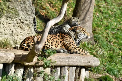 Колония животного режима: как алматинский зоопарк обеспечивает комфорт и  безопасность питомцам