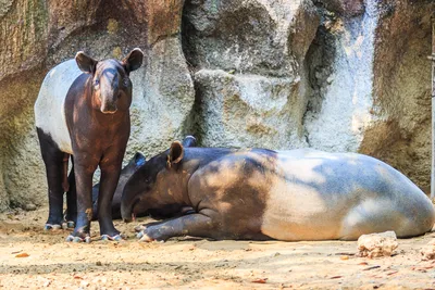 Зоопарк, Либерец Чехия ( Zoo, Liberec, Česko)