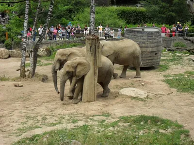 Ташкентский зоопарк