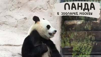 Московский зоопарк – Москва | Куда сходить с ребенком – Москва | Единая  справочная
