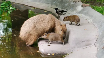 Зоопарк в Москве – смотреть онлайн все 7 видео от Зоопарк в Москве в  хорошем качестве на RUTUBE