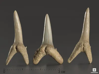 Зуб акулы фотографии