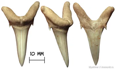 Зуб акулы Synodontaspis sp. - Разные окаменелости