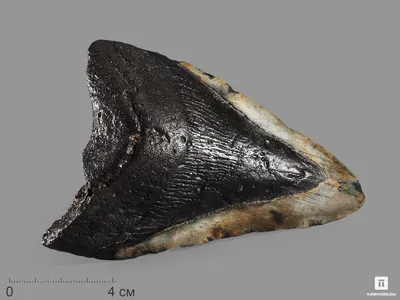 16364 Зуб акулы Carcharocles megalodon, 11,7х8,5х2,8 см