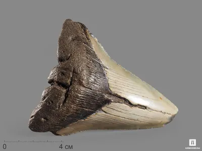 5548 Зуб акулы Carcharocles megalodon, 10х8,5х2,5 см - в наличии, цена -  38000 руб