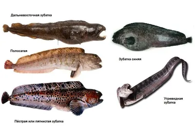 Рыба зубатка: фото, что за рыба, описание, как выглядит, виды (синяя,  полосатая, пятнистая, дальневосточная), польза, где водится, видео,  семейства