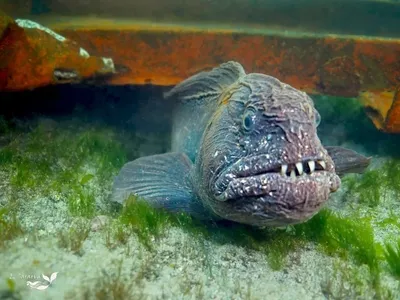 Вот это рыба!\": сахалинские дайверы смогли запечатлеть Дальневосточную  зубатку - SakhalinMedia.ru
