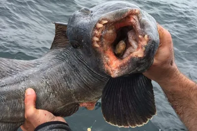 Угревидная зубатка: Дементор от мира рыб. Ужасный на вид, но добродушный  северный «монстр» | Книга животных | Дзен