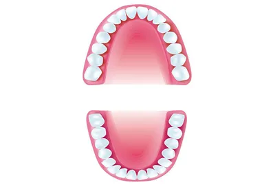 Все названия зубов у человека в стоматологии – Стоматология «АльфаДент» в  Оренбурге