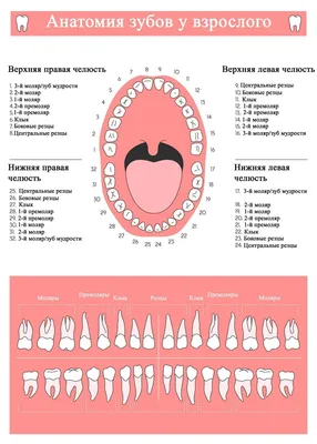 Нумерация зубов в стоматологии – схема, порядок (номера) зубов