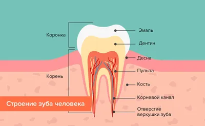 ᐉ Как устроены наши зубы ⏩⏩⏩ Важные анатомические особенности