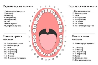 Сколько зубов у человека - стоматология Блеск в Новосибирске