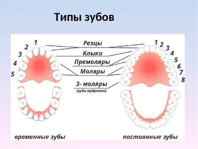 Сколько должно быть зубов у человека в челюсти: зубная нумерация в  стоматологии