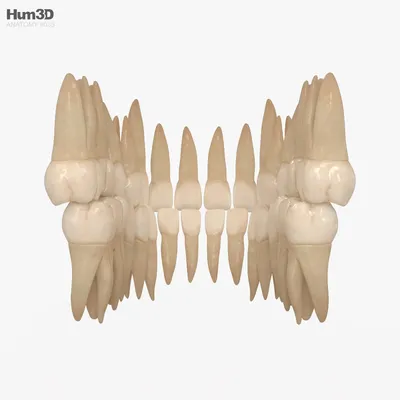 Зубы человека 3D модель - Скачать Анатомия на 3DModels.org