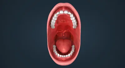 Зубы человека - 3D-сцены - Цифровое образование и обучение Мozaik