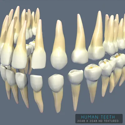 Текстурированные зубы человека 3D Модель $25 - .c4d .3ds .dxf .fbx .obj  .unknown - Free3D