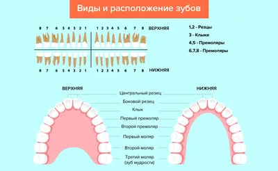 Размер зубов – норма и отклонение