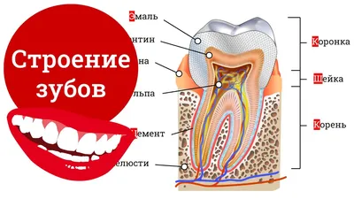 Строение зубов человека, зубная формула - YouTube