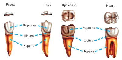 Зубы человека — анатомия, строение и виды зубов