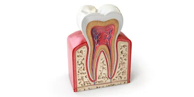 Зубы Человека — стоковые фотографии и другие картинки Человеческая десна -  Человеческая десна, Здоровый образ жизни, Гингивит - iStock