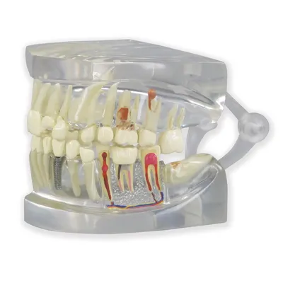 Основные четыре типа зубов человека (плакат) ᐈ купить по низкой цене в  интернет-магазине VSALON24