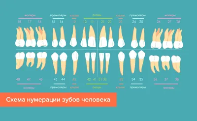 Зубы человека. Анатомия, строение, функции.