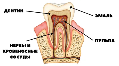 Прозрачная модель челюсти человека с зубами - 1019540 - 2861 - Модели зубов  - 3B Scientific