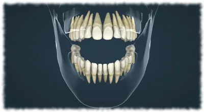 Сколько должно быть зубов у человека в челюсти: зубная нумерация в  стоматологии