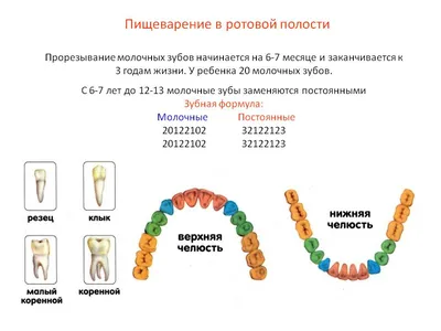 Сколько зубов у человека на самом деле? 32? Сколько зубов у Вас?