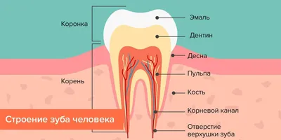 Что нужно знать о кариесе тем, у кого есть зубы - Лайфхакер