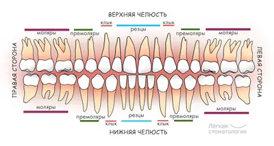 Коренные зубы у детей - прорезывание и симптомы роста