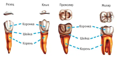 Смена молочных зубов на постоянные: сроки и схема