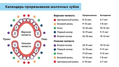 Шестерки» не бывают молочными! - Стоматологическая клиника Лазурит